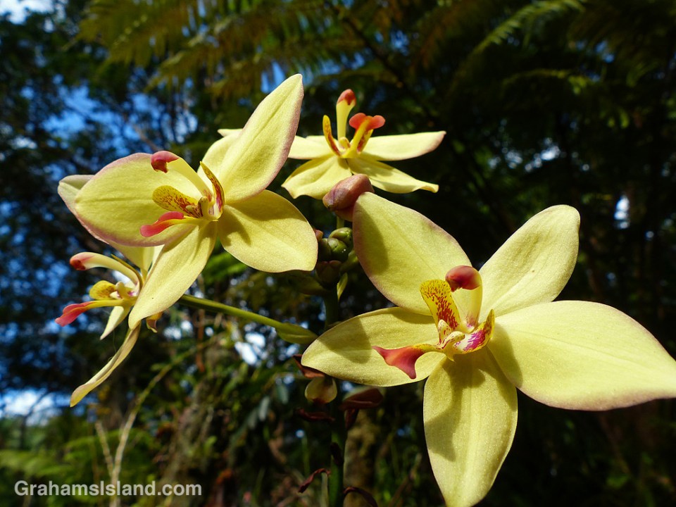 Spathoglottis orchid