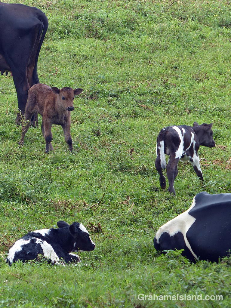 Three new calves