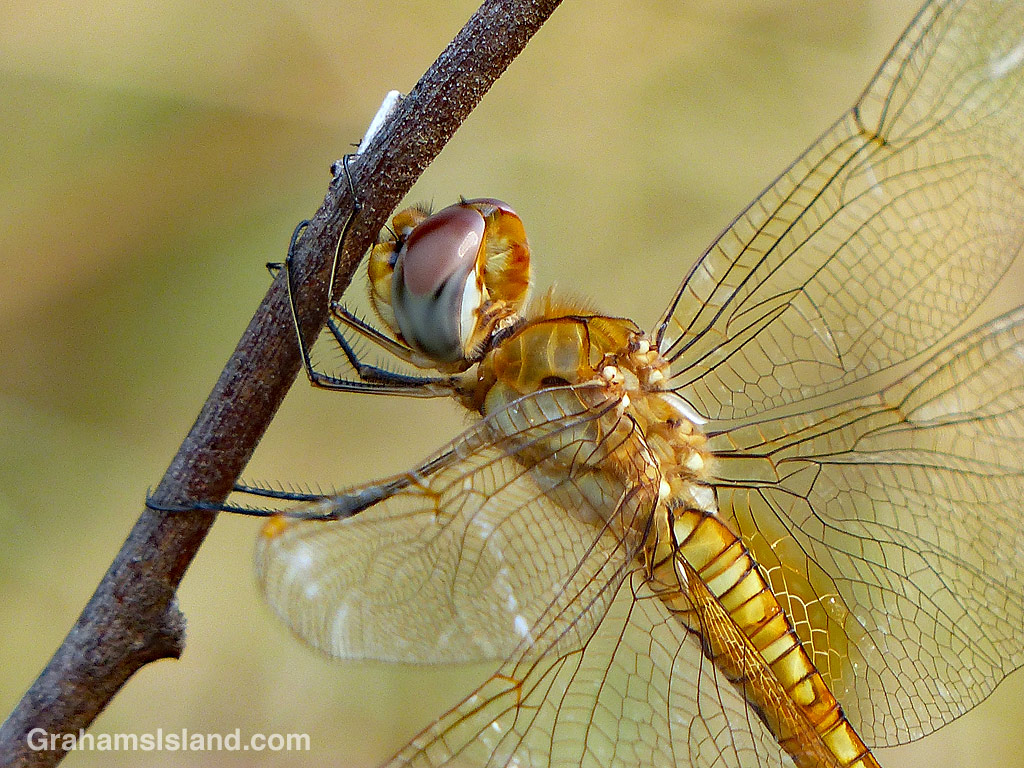 Wandering glider dragonfly on a twig