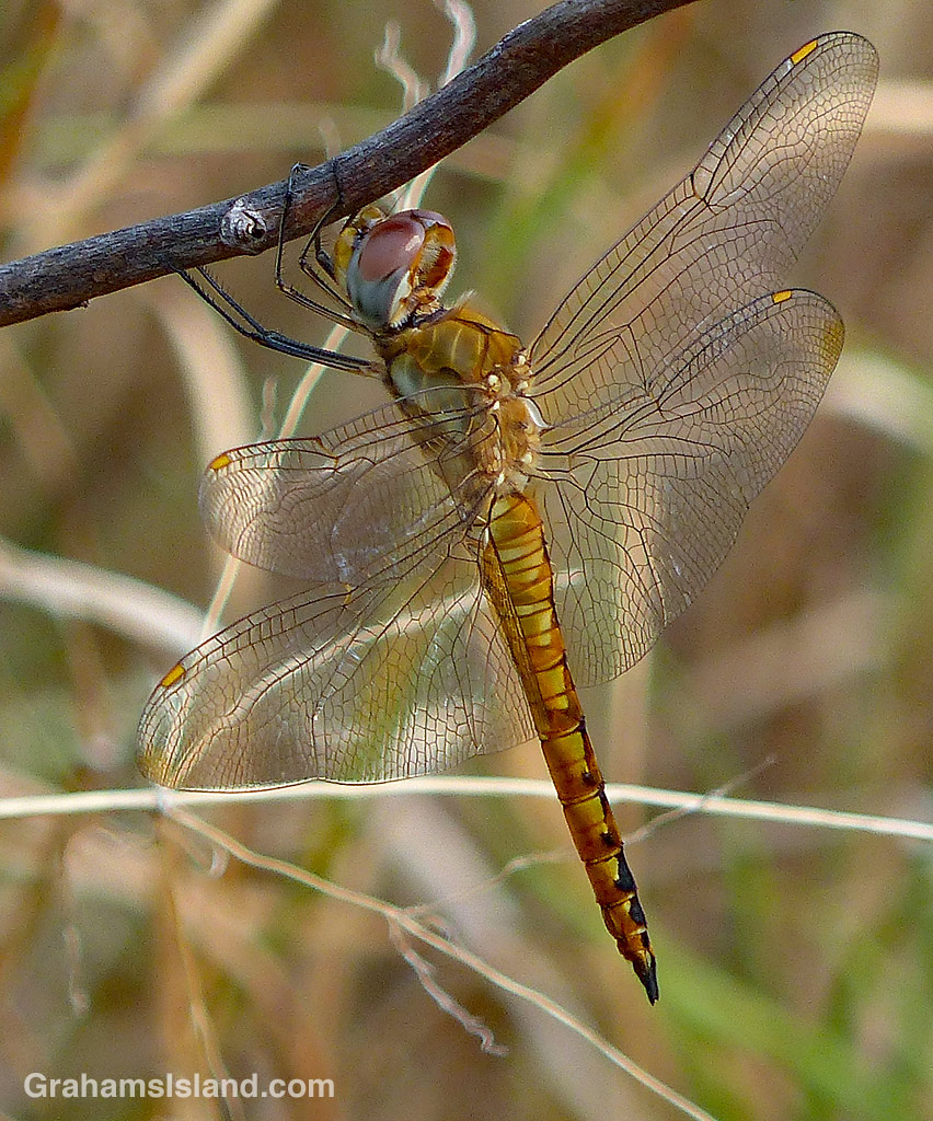 Wandering glider dragonfly