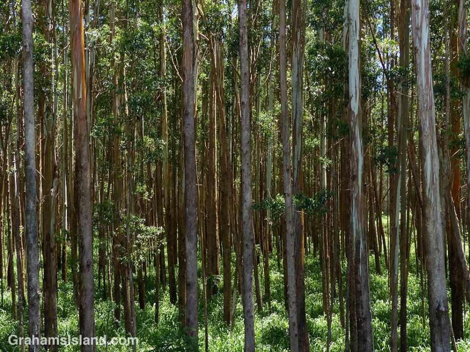 Abstracts-Eucalyptus trees