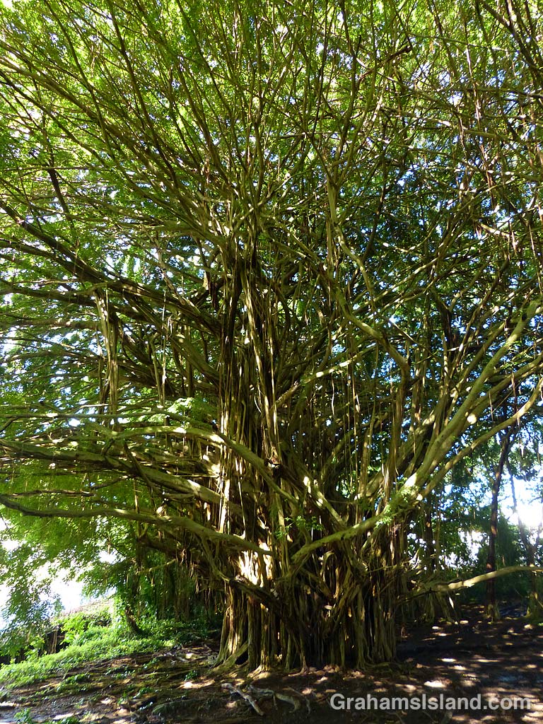 Abstracts-Rainbow Falls Banyan