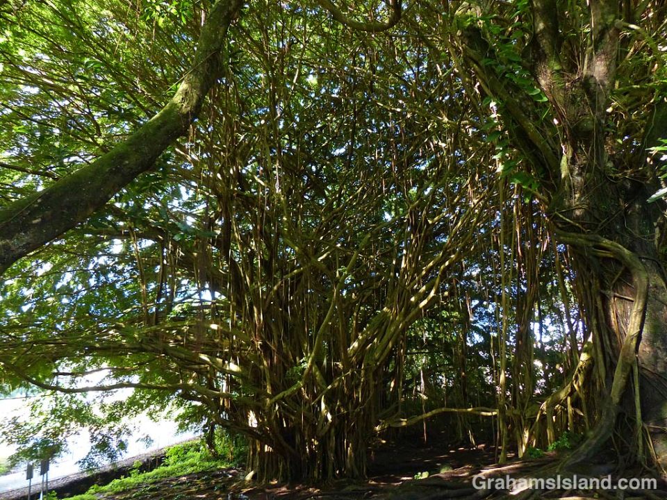 Abstracts-Rainbow Falls Banyans