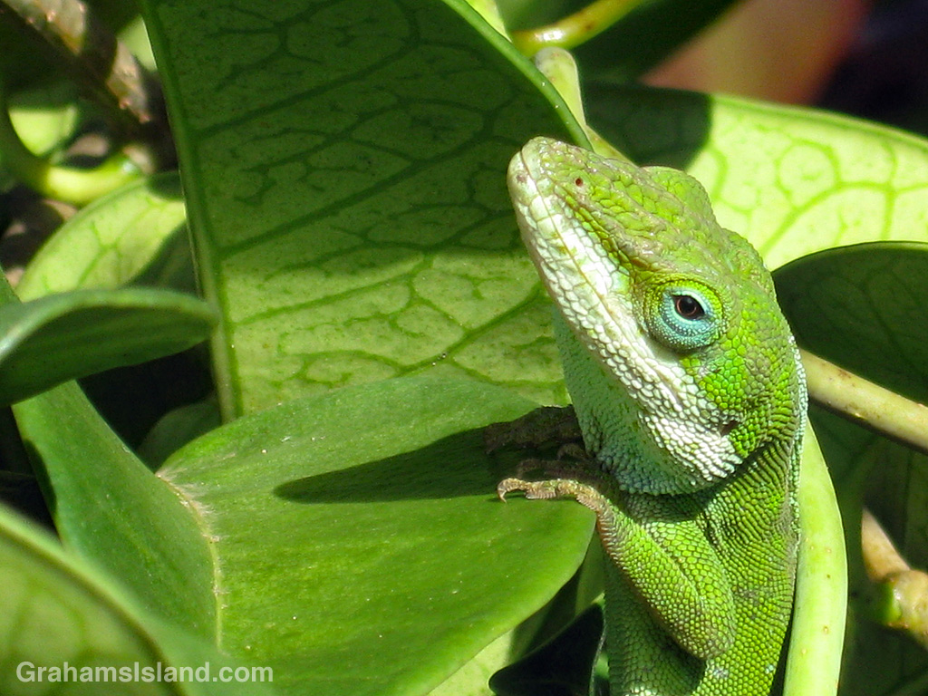 Anole hanging on to leaf