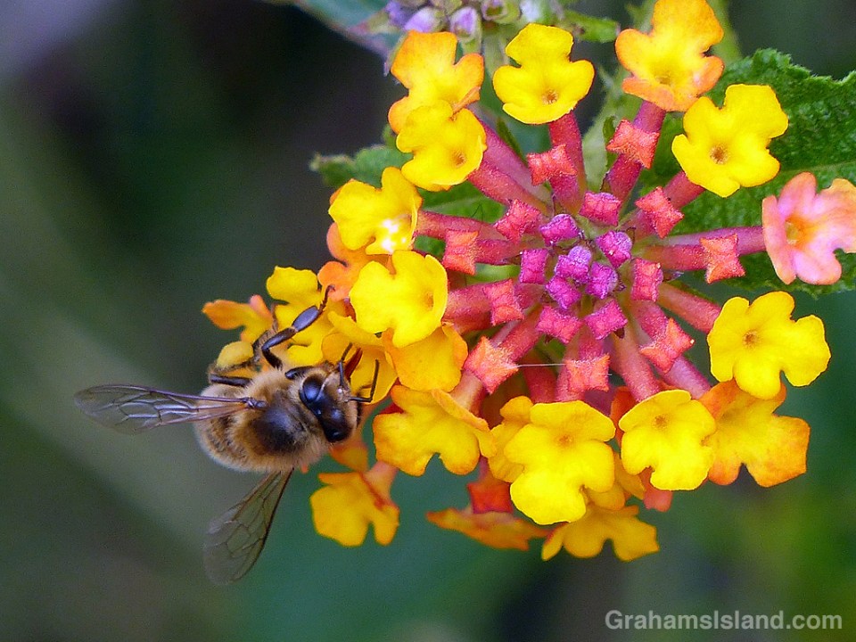 Bee on Lantana