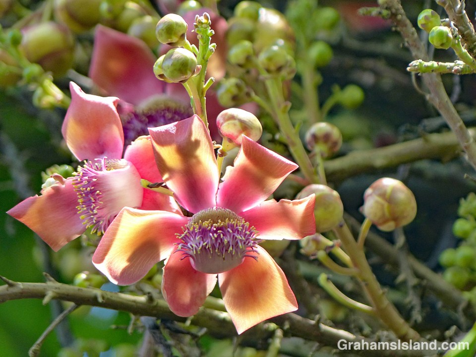 Cannonball tree flowers