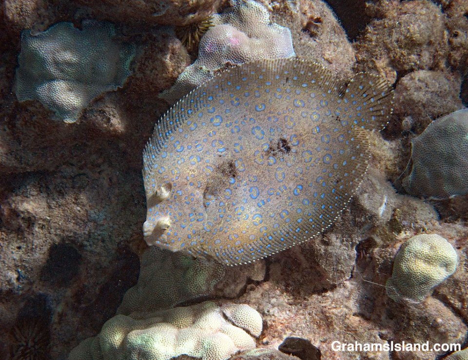 Flowery Flounder and lobe coral