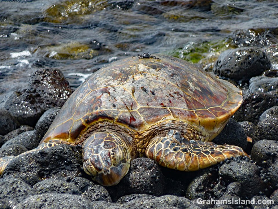 Green turtle and A'ama crab