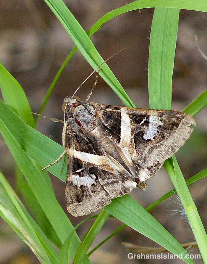 Indomitable Melipotis Moth male (700)