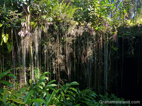 Kaumana Cave foliage