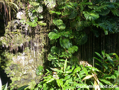 Kaumana Cave tropical foliage