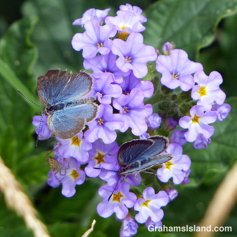 Lesser grass blue butterflies and a spider