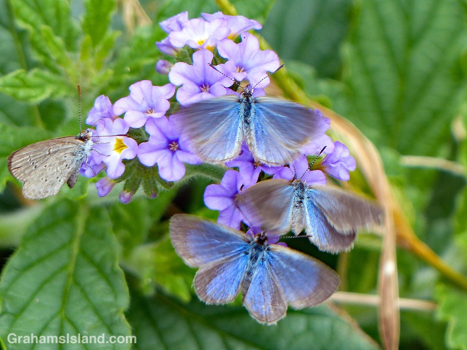 Lesser grass blue butterflies