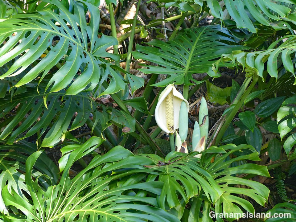 Monstera Deliciosa flower