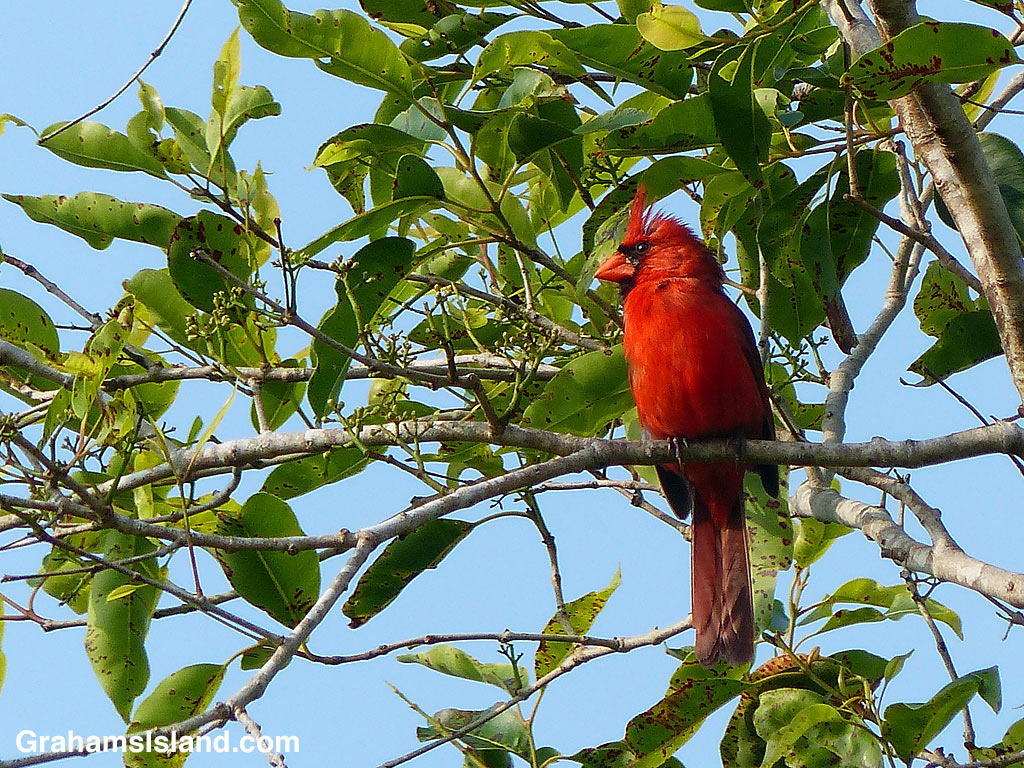 Northern Cardinal in a tree