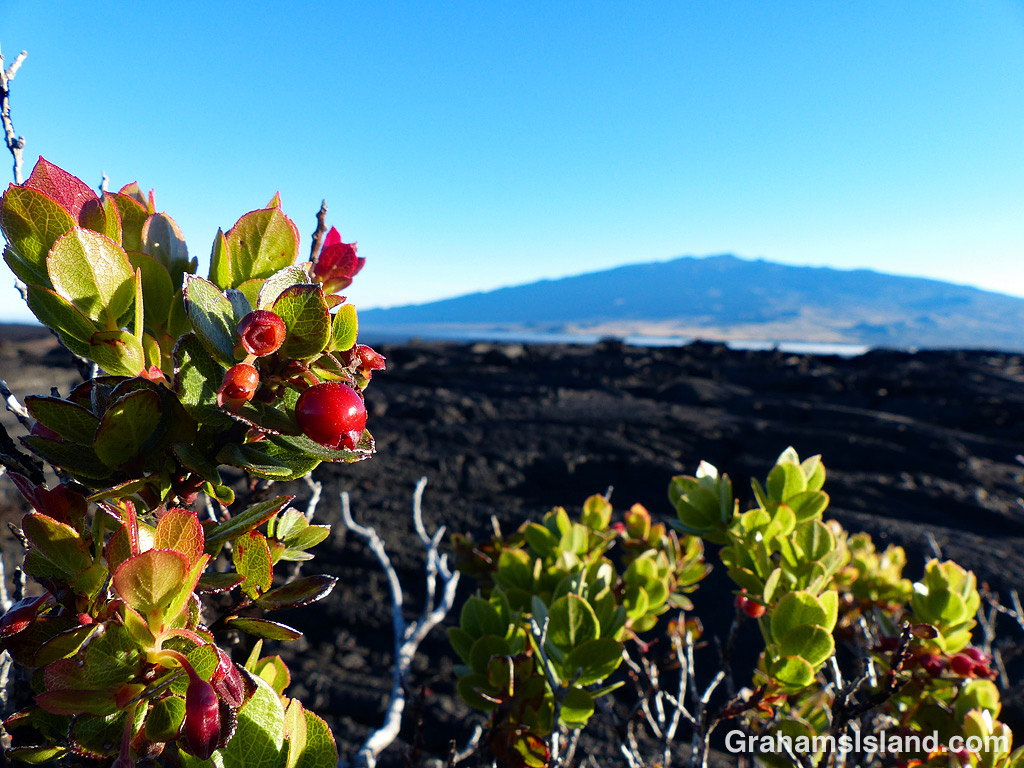 Ohelo 'Ai and Mauna Kea