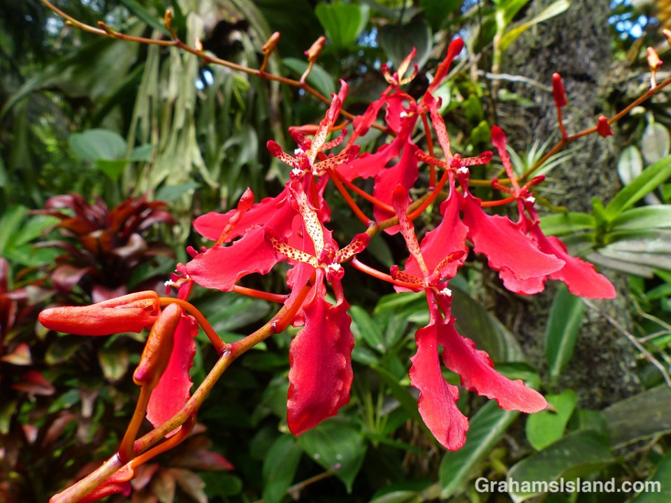 Renanthera imschootiana