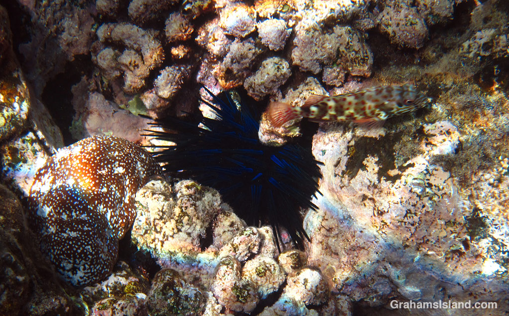 Stocky hawkfish, with urchin and sea cucumber