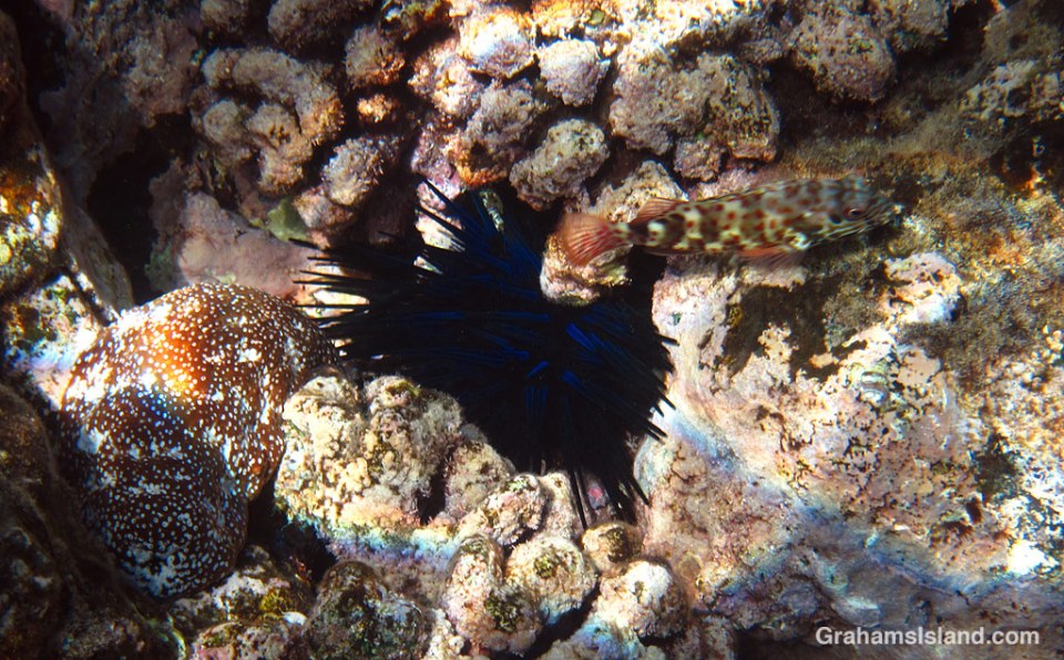 Stocky hawkfish, with urchin and sea cucumber