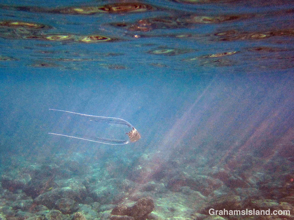 Threadfin Jack Juvenile in sunlight