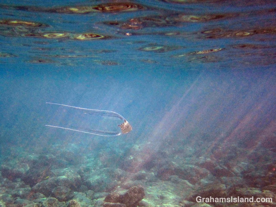 Threadfin Jack Juvenile in sunlight