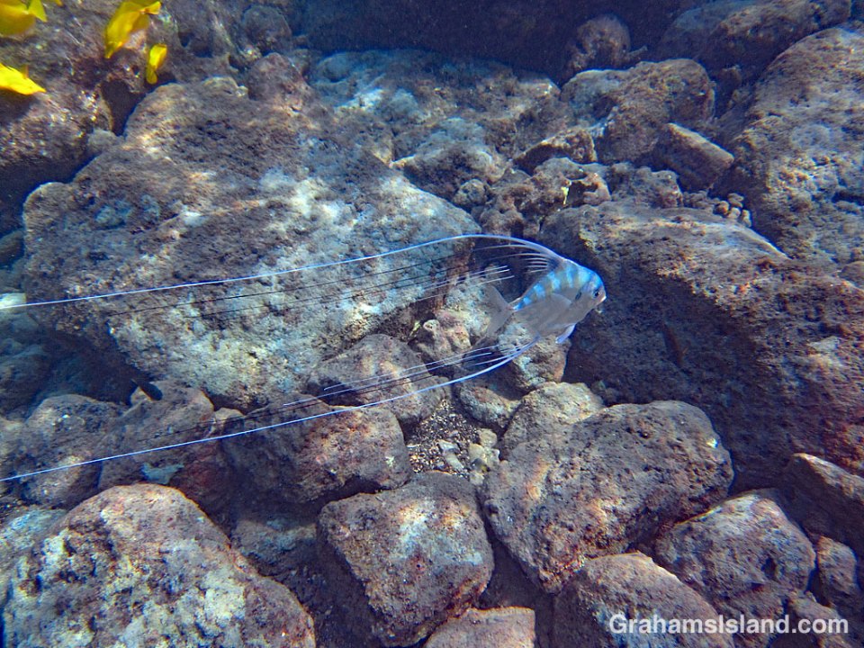 Threadfin Jack juvenile