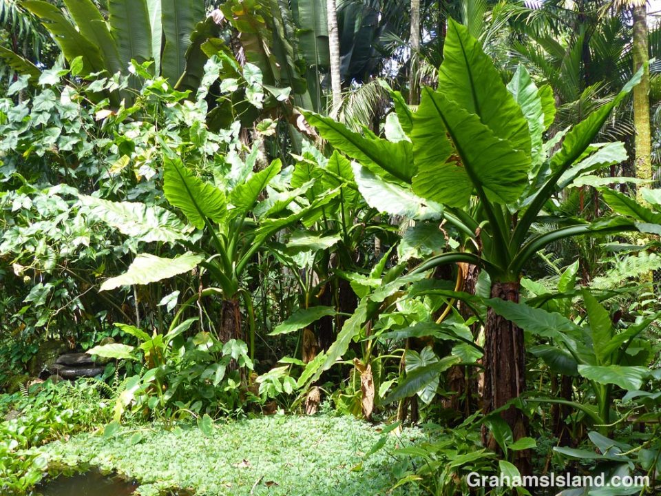 Tropical foliage at Lily Lake