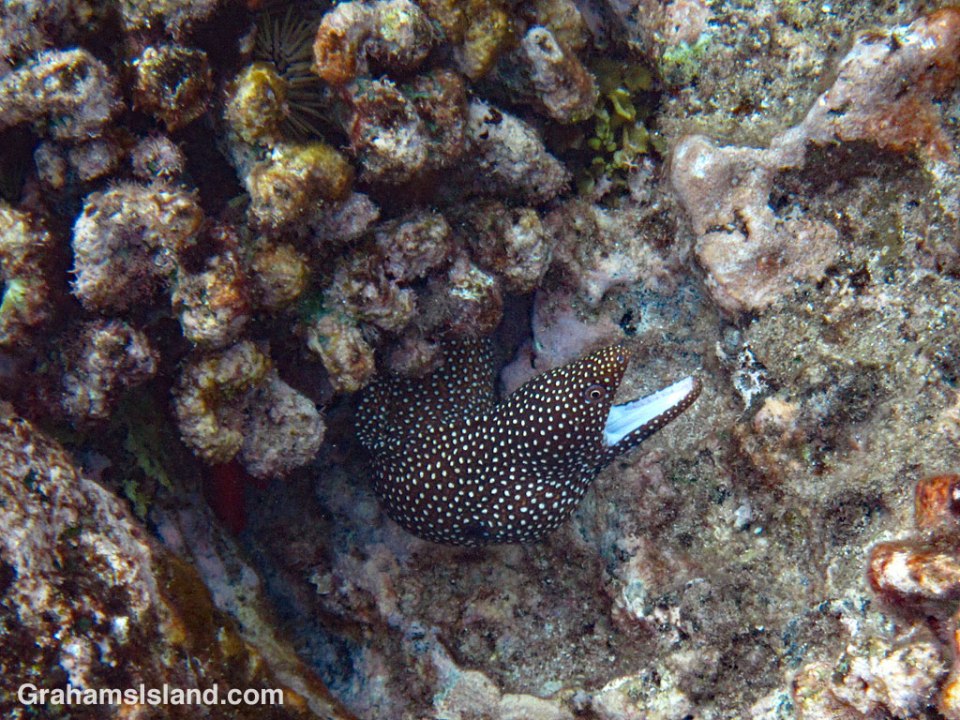 Whitemouth Moray Eel