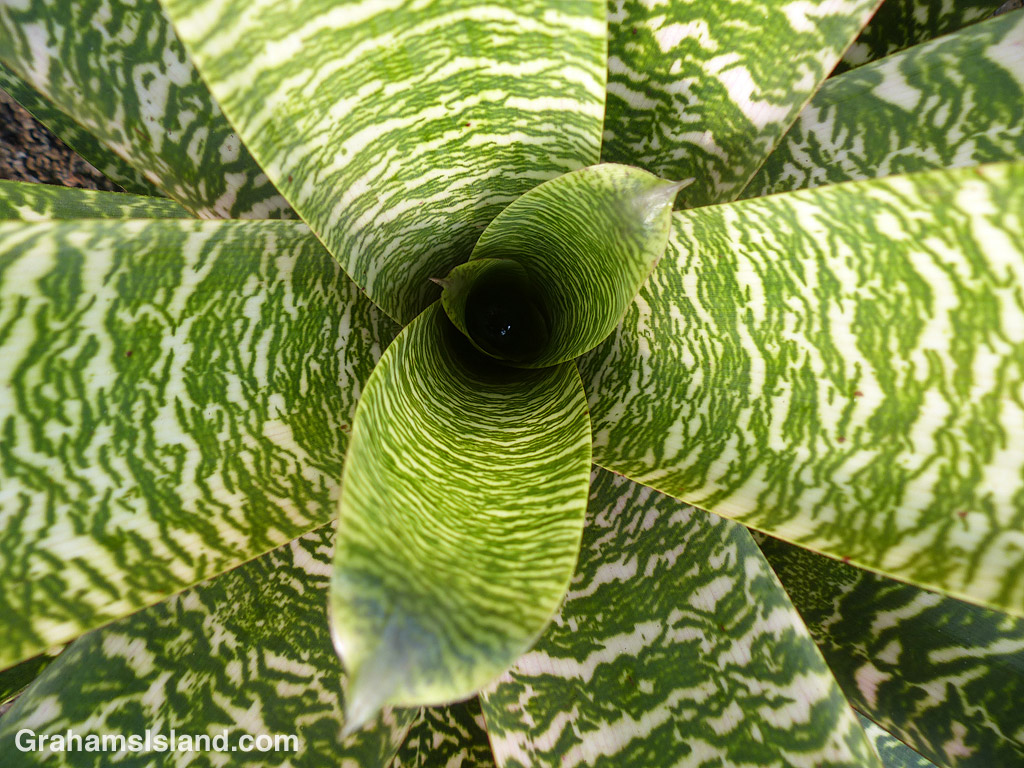 Abstracts-Bromeliad leaves