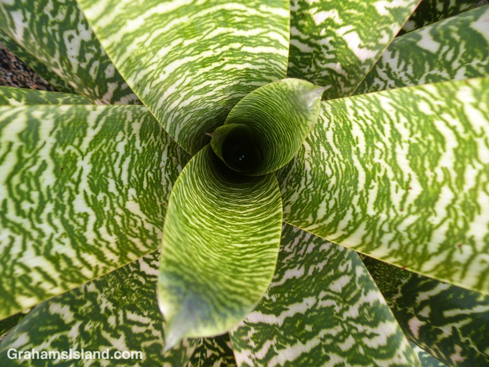 Abstracts-Bromeliad leaves