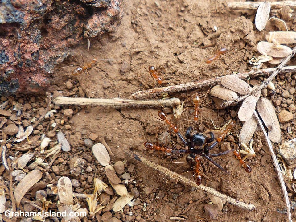 Ants and a spider