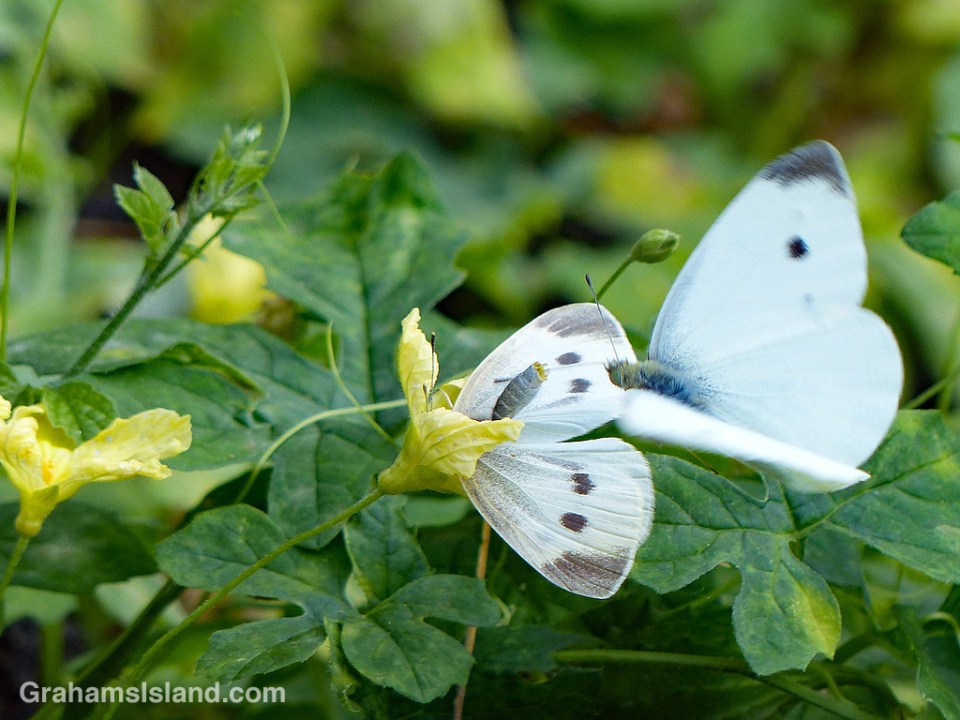 Cabbage Butterfly female and male
