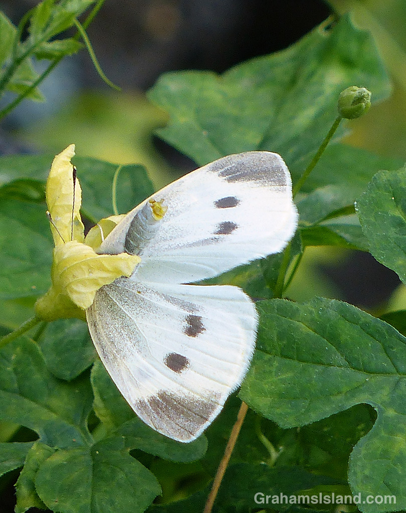 Cabbage Butterfly female