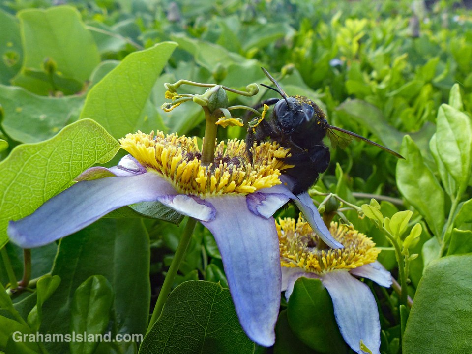 Carpenter Bee female on a passion flower