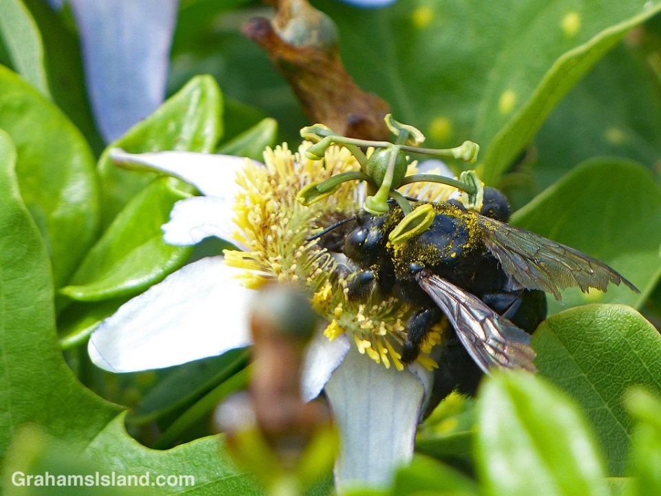 Carpenter Bee female