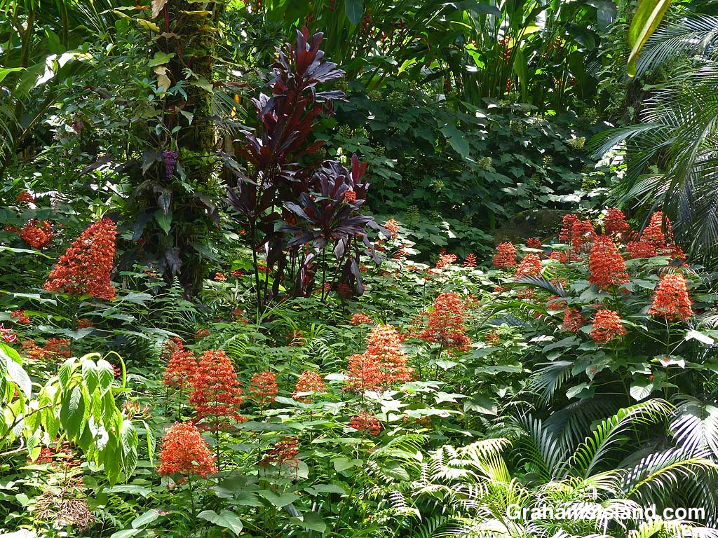 Clerodendrum paniculatum flowers