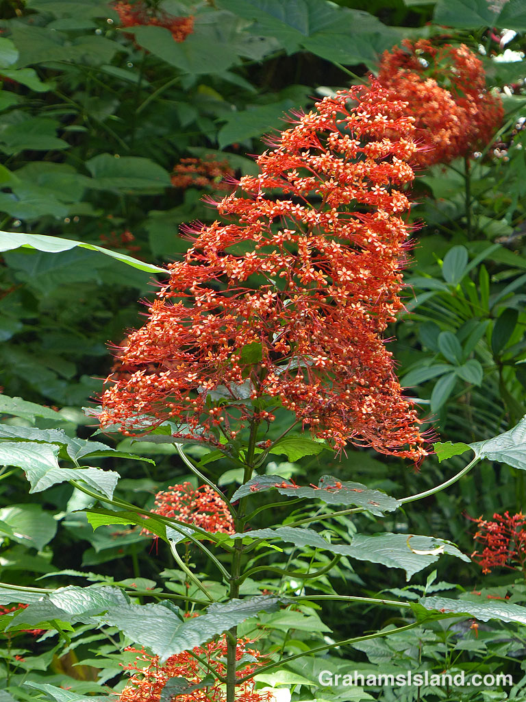 Clerodendrum paniculatum