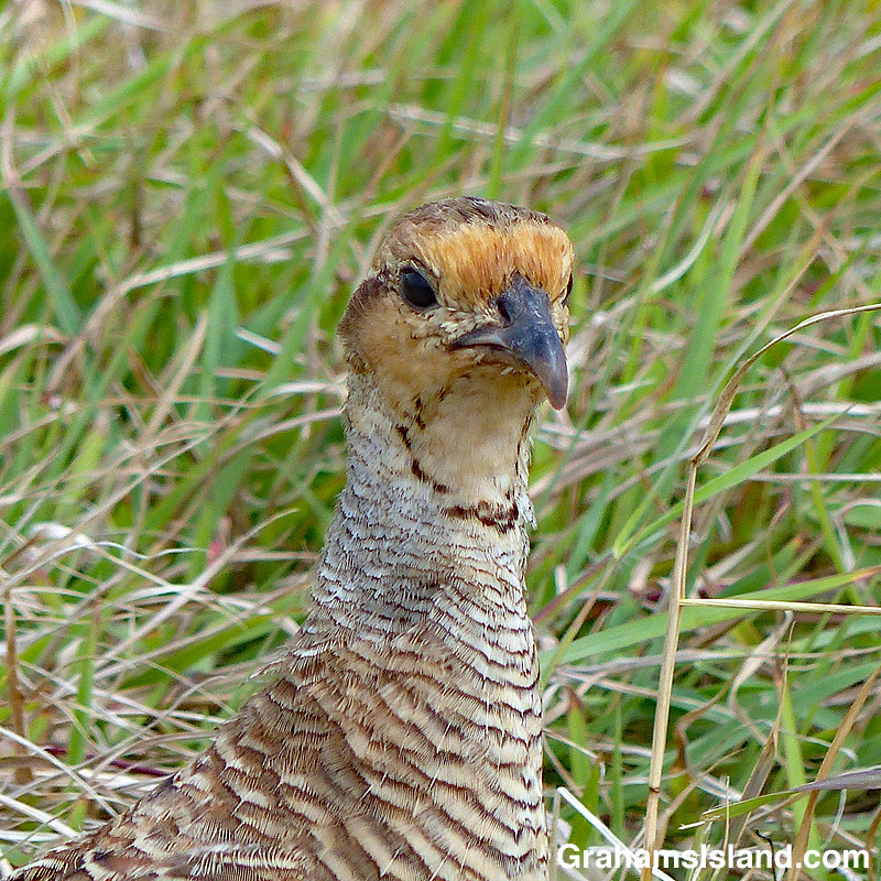 Gray Francolin head