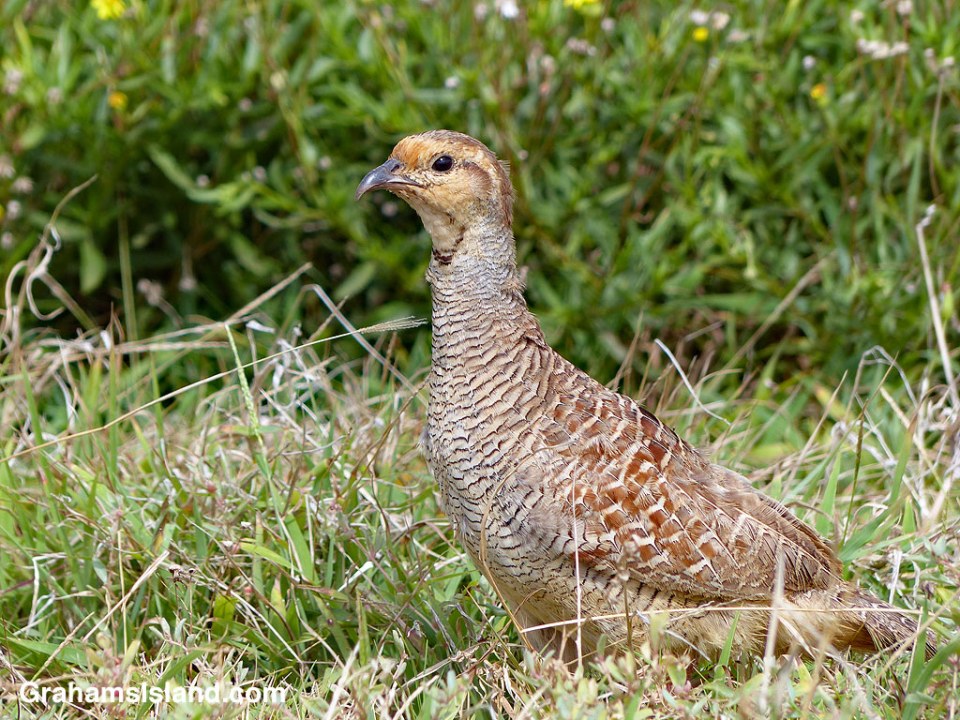 Gray Francolin