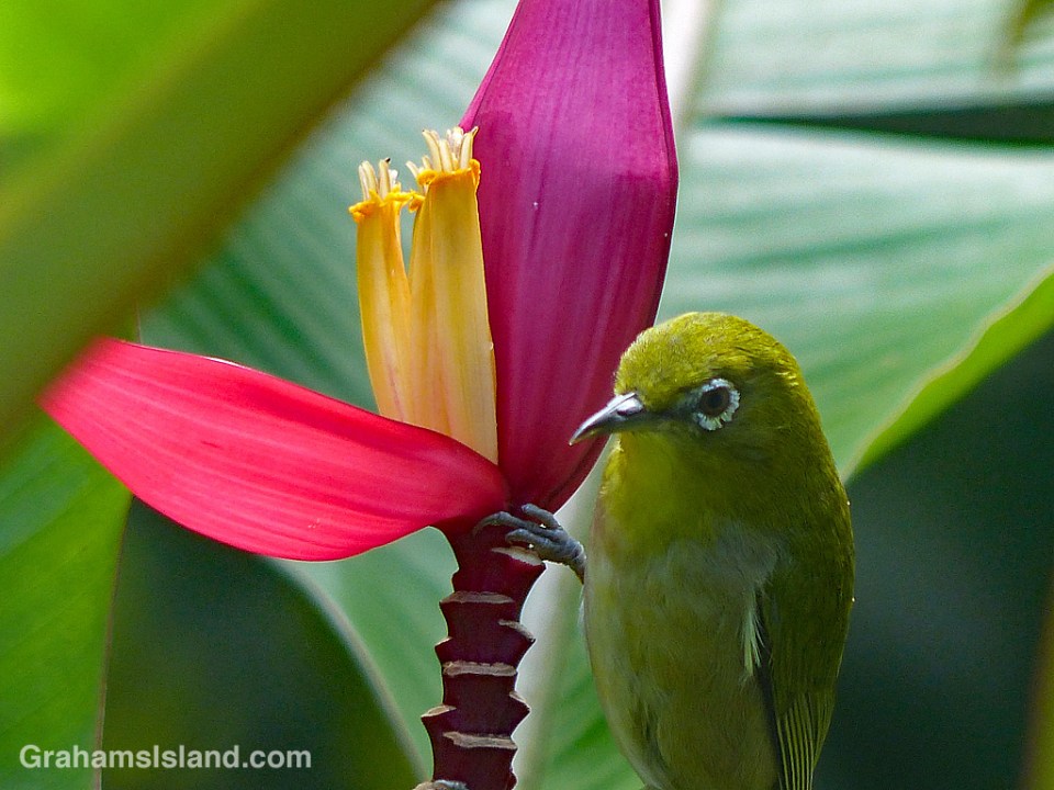 Japanese white-eye on Pink Banana