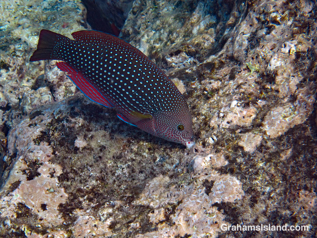 Pearl Wrasse grazing