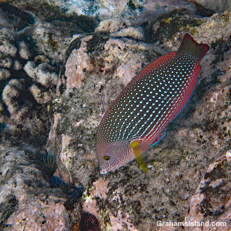 Pearl Wrasse