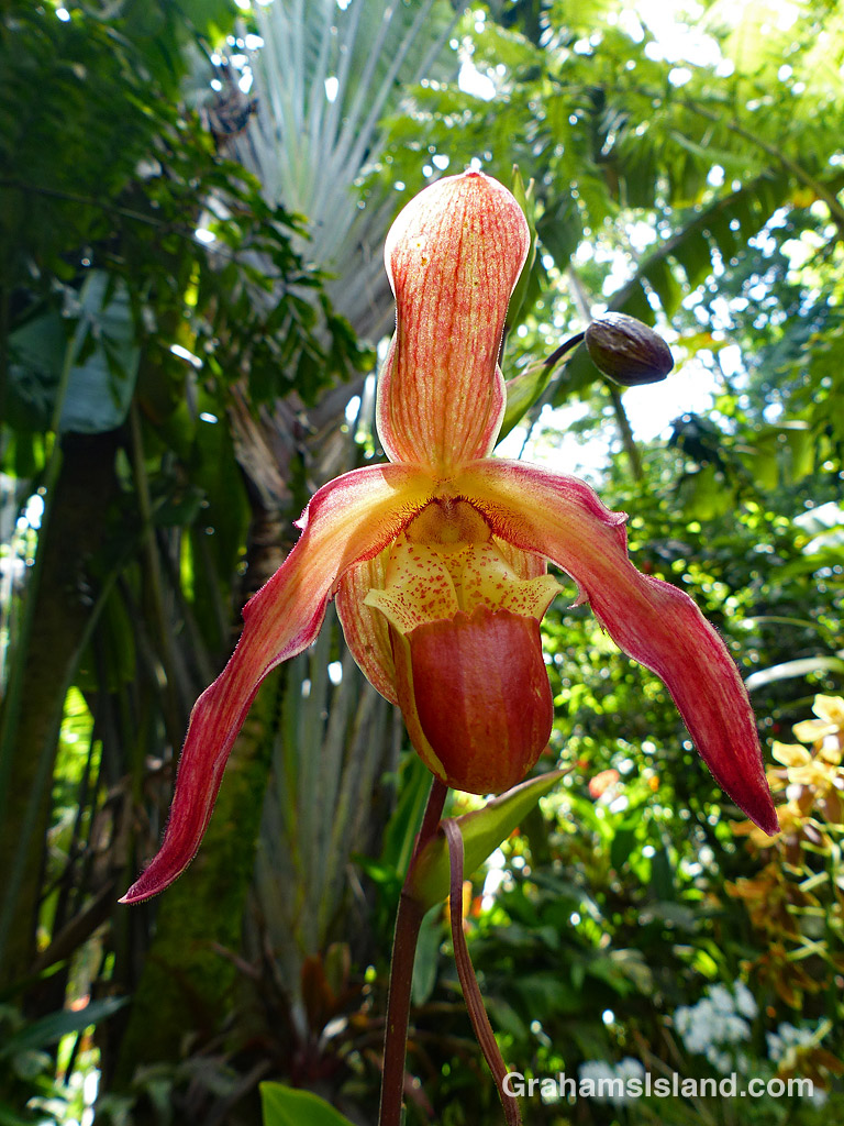 Phrag Eric Young orchid