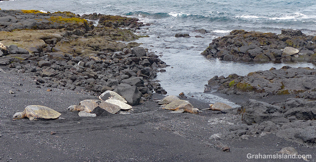 Punaluu turtles resting