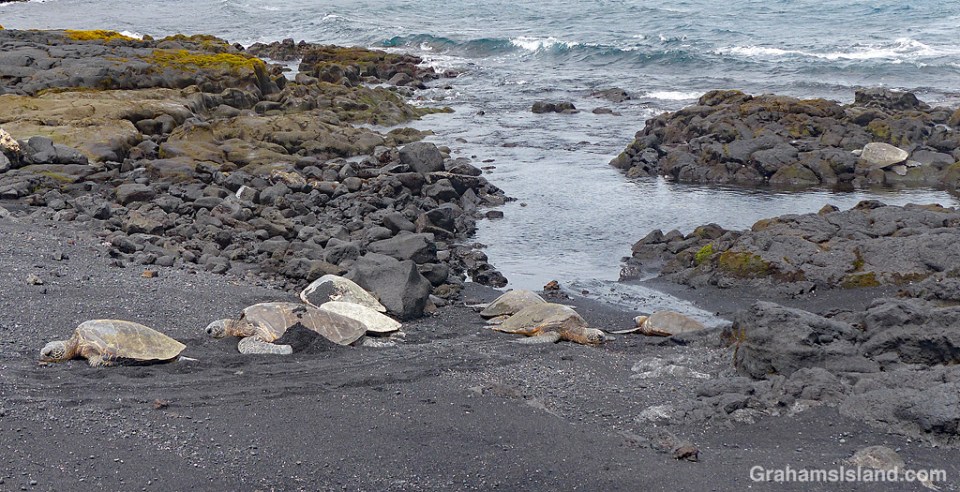 Punaluu turtles resting