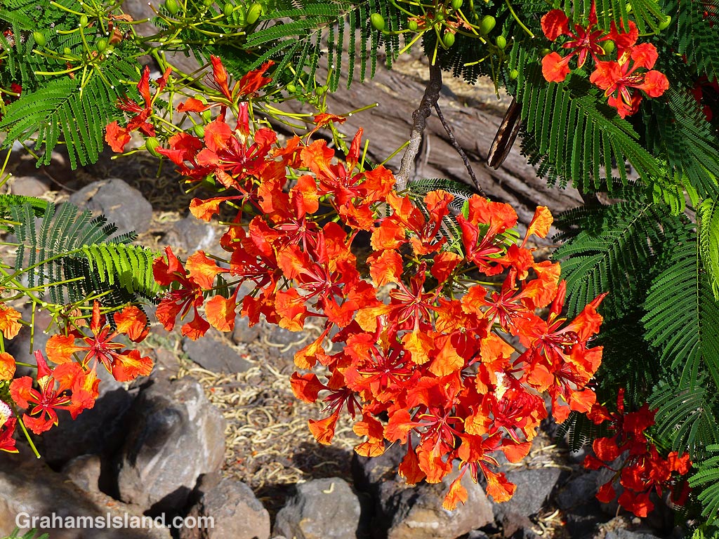 Royal Poinciana flower spray