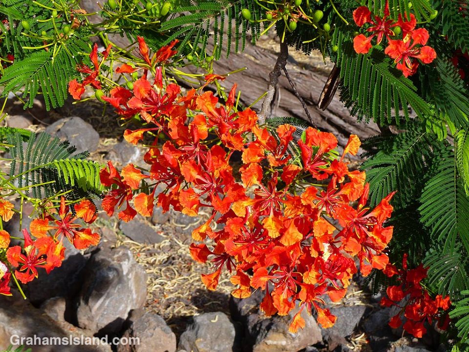 Royal Poinciana flower spray