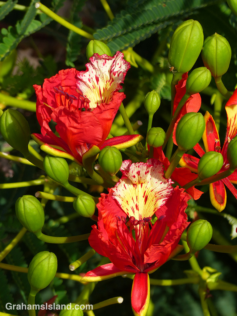 Royal Poinciana flowers