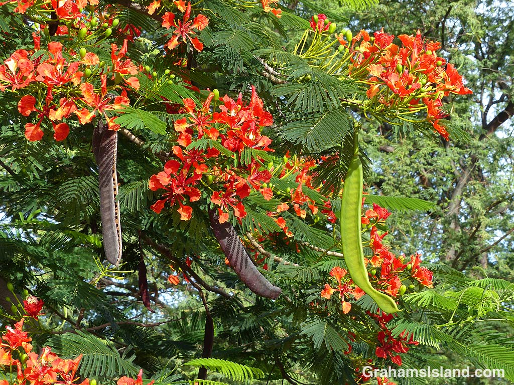 Royal Poinciana seed pods