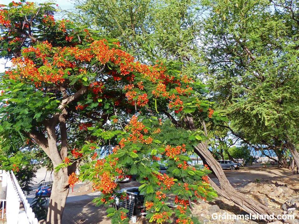 Royal Poinciana tree